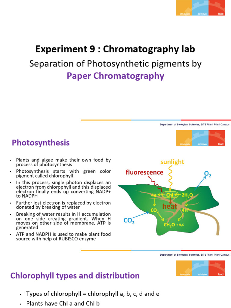 Exp. 9 Paper Chromatography | PDF | Photosynthesis | Physical Sciences