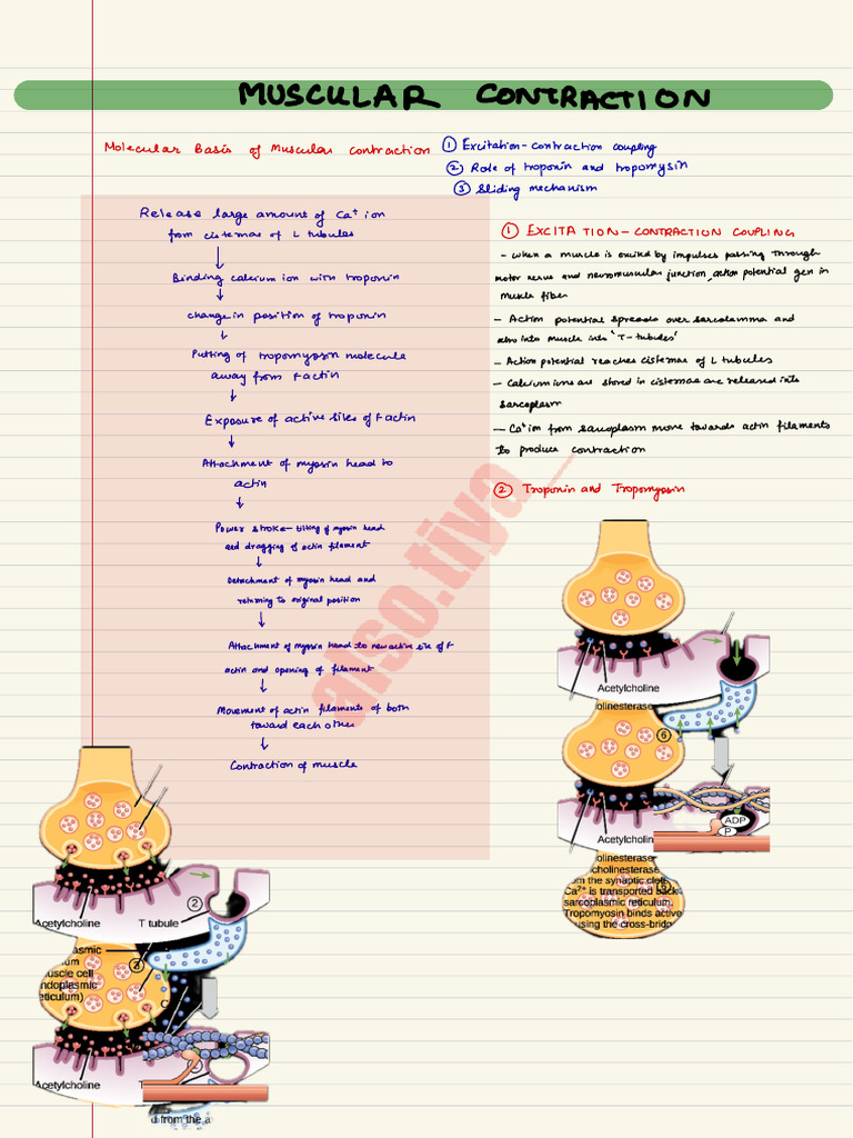 Muscular Contraction | PDF | Muscle Contraction | Skeletal Muscle