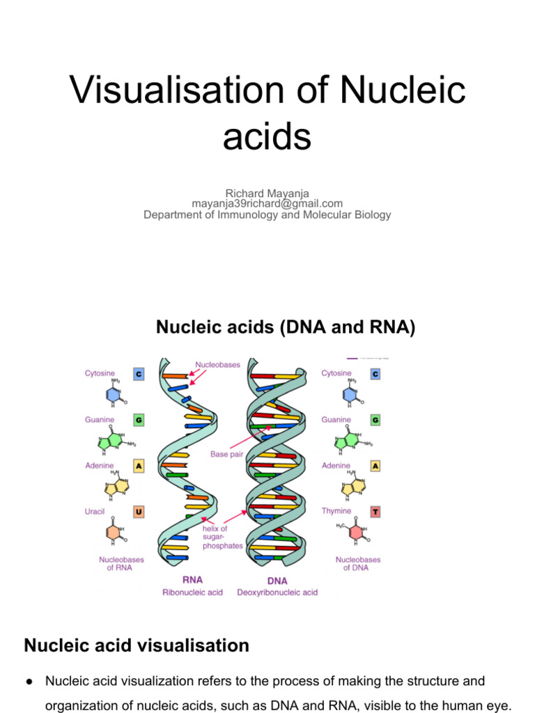 Nucleid Acid Visualisation | PDF | Gel Electrophoresis | Polymerase ...