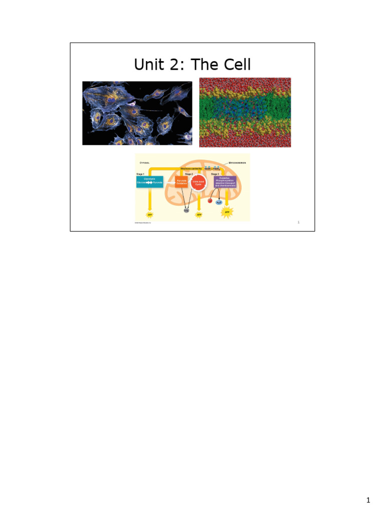 Unit 2 The Cell NOTES | PDF