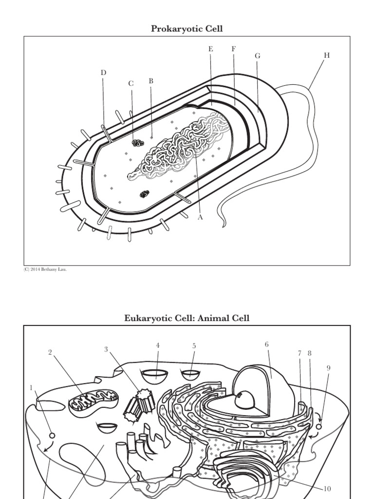 Cell Diagrams | PDF