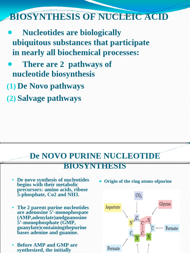 Biosynthesis of Nucleic Acid | PDF | Nucleotides | Biosynthesis
