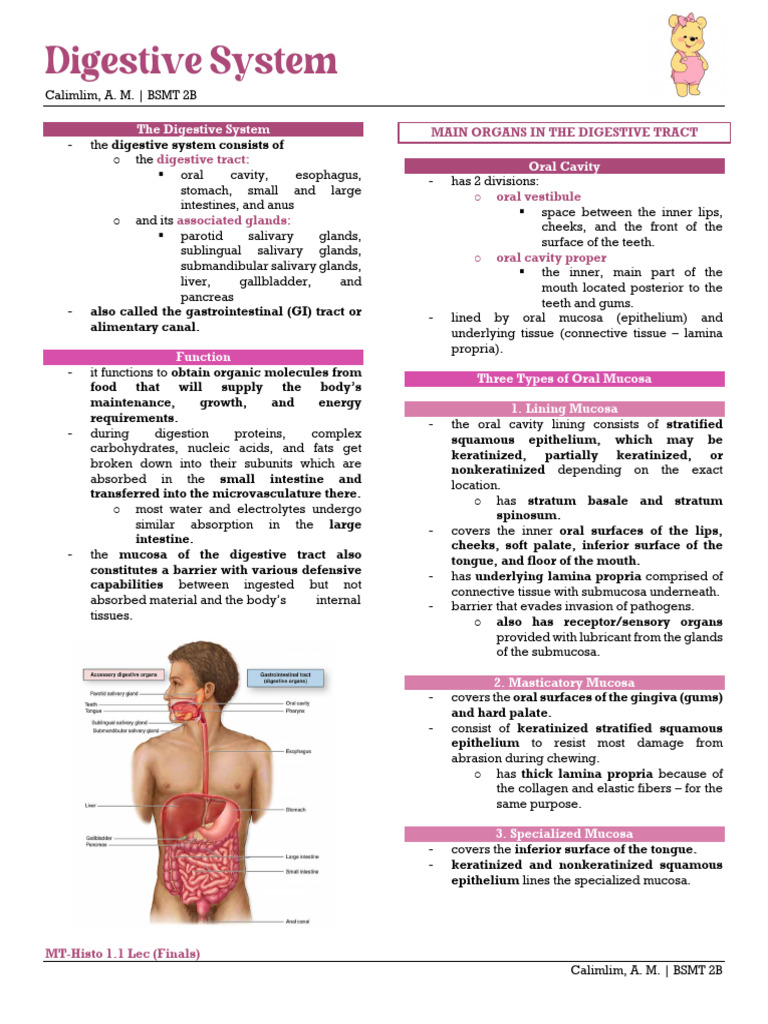 2 Digestive System | PDF