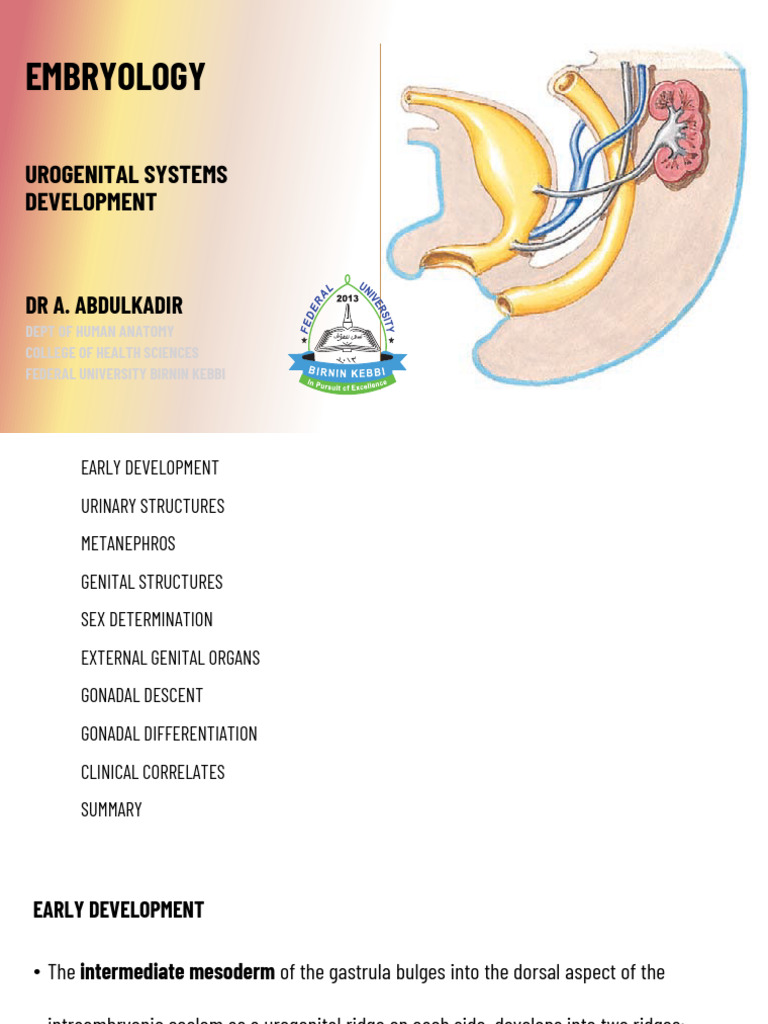 Embryology L9 | PDF