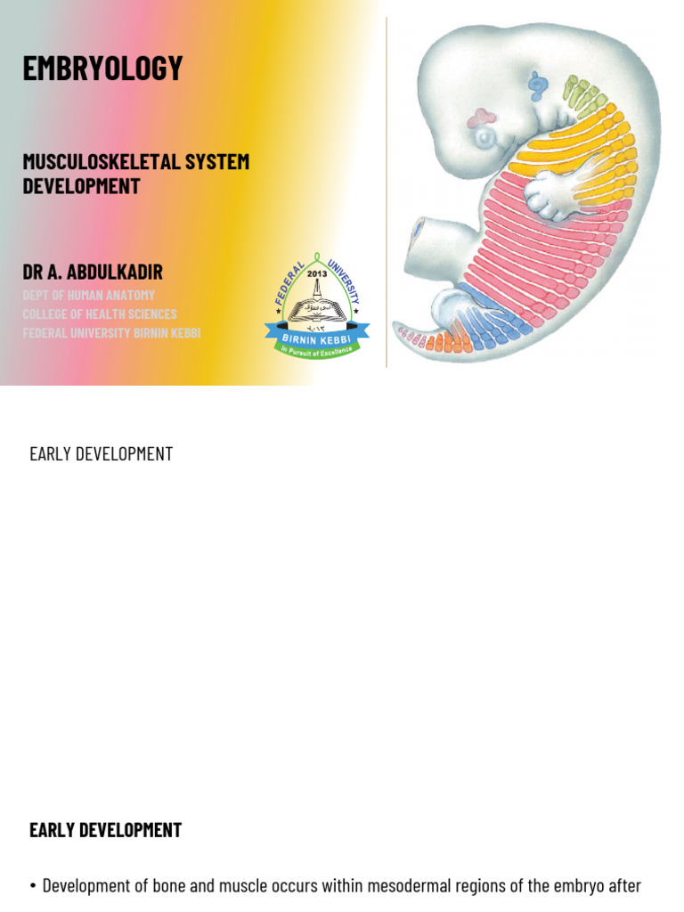 Embryology L10 | PDF