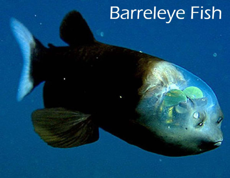 Barreleye Fish PDF