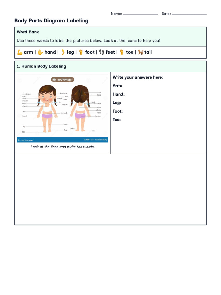 Body Parts Identification and Vocabulary | PDF