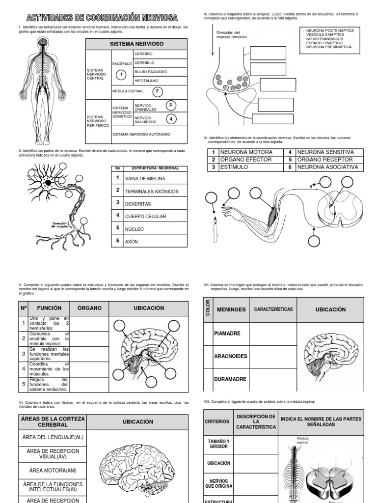 Estructura y Funciones del Sistema Nervioso | PDF | Sinapsis | Neurona