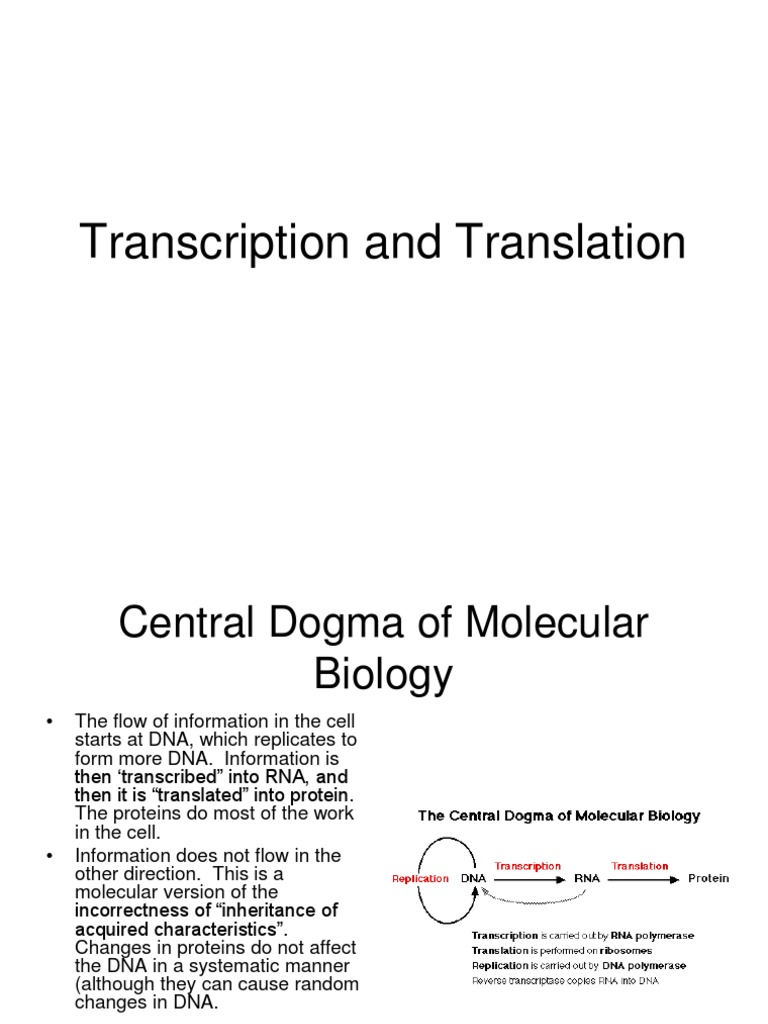 Overview of Transcription and Translation | PDF | Science & Mathematics