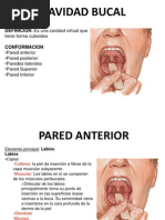 CAVIDAD BUCAL