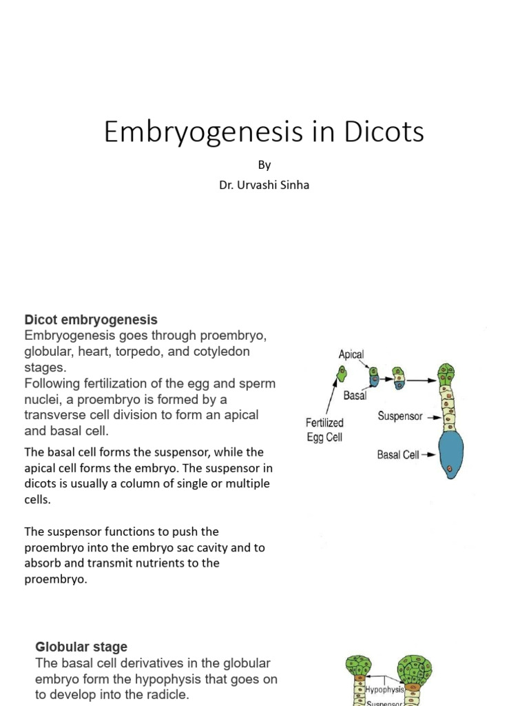 20262915349818_45452EmbryogenesisinDicots | PDF | Embryo ...