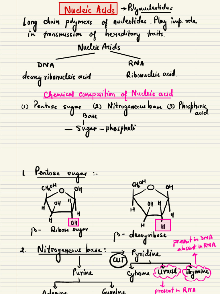Nucleic Acids | PDF