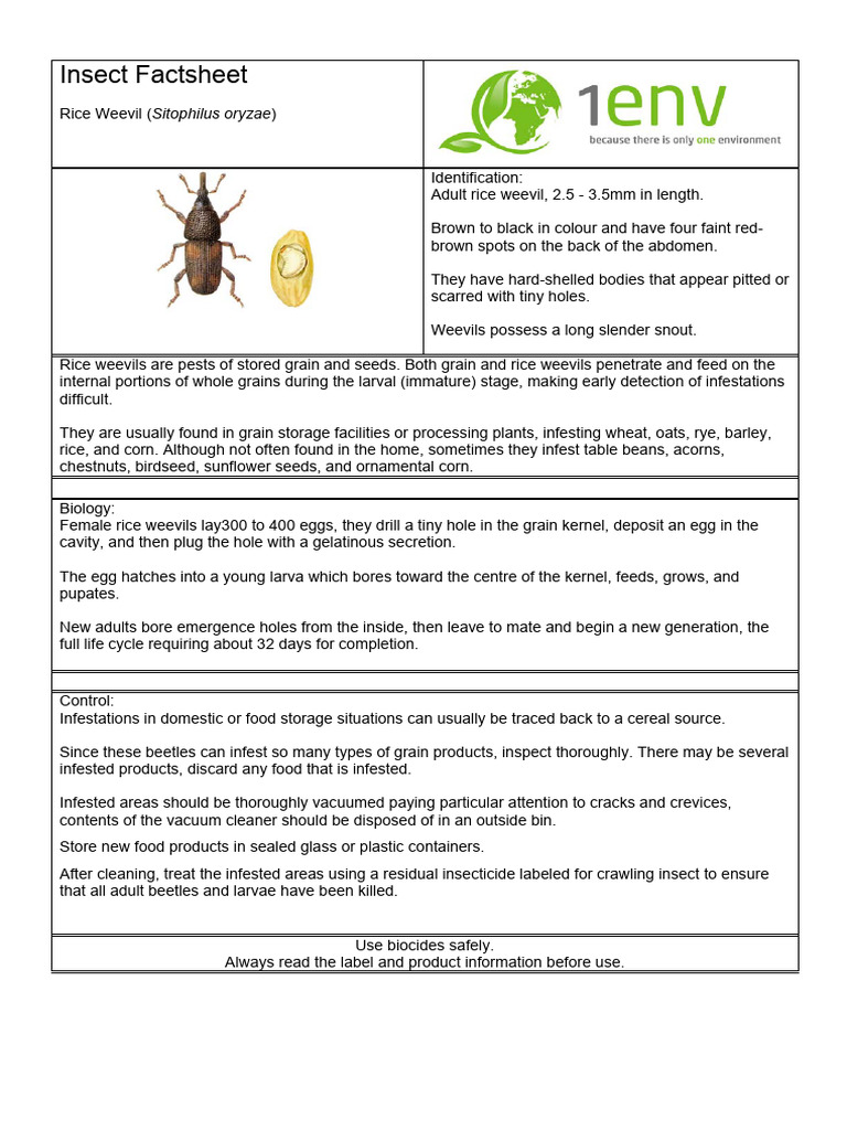 Weevil Life Cycle | PDF