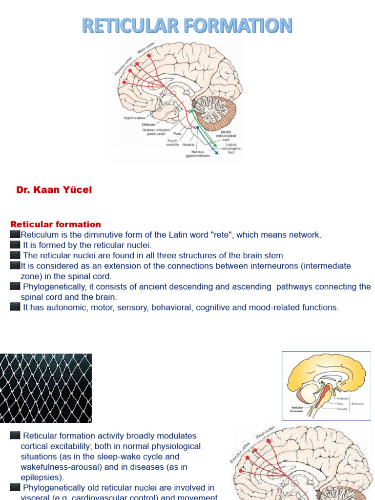 1. Reticular Formation | PDF | Brainstem | Cerebellum