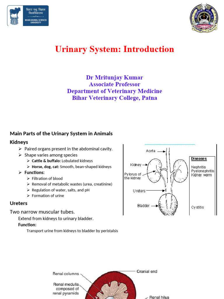 Urinary system Introduction | PDF | Kidney | Urinary System