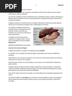 Funciones del Hígado y Riñones en Salud | PDF | Riñón | Metabolismo