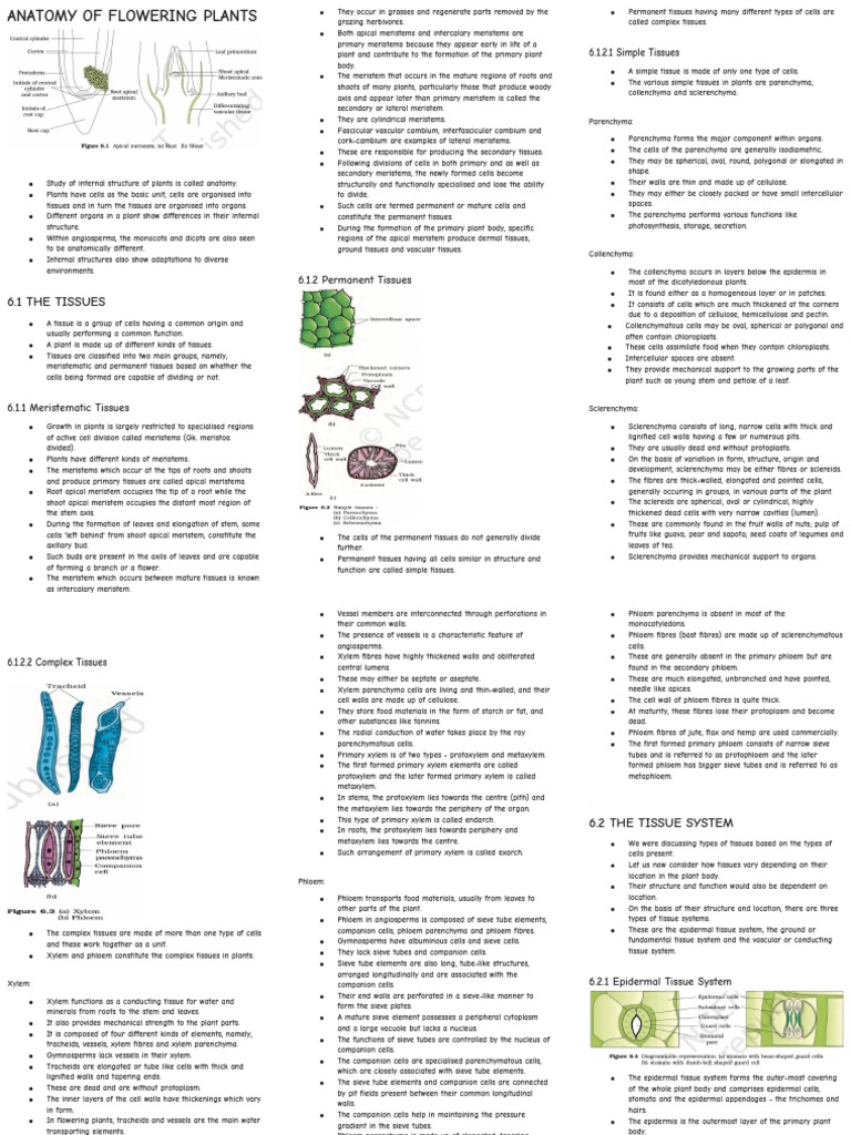Anatomy of Flowering Plants MIND MAP | PDF