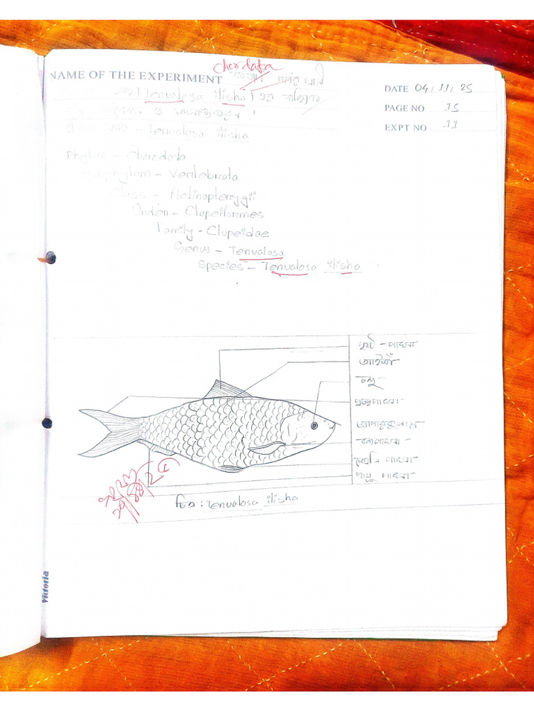 Hsc Practical | PDF