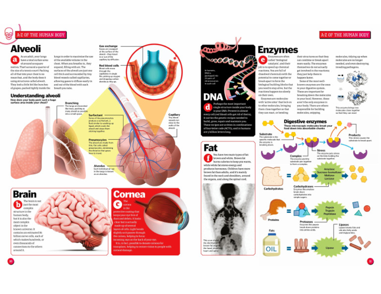 Extra Reading Human Body 1 | PDF