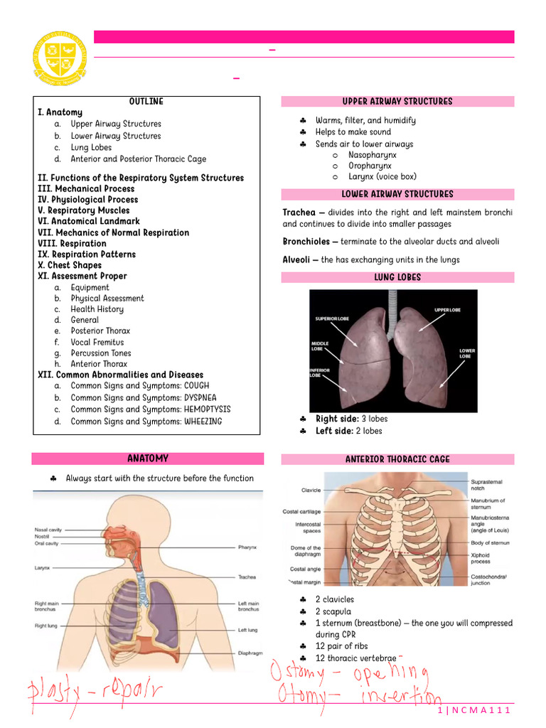 Week 10_Thorax and Lungs | PDF | Respiratory System | Respiratory Tract
