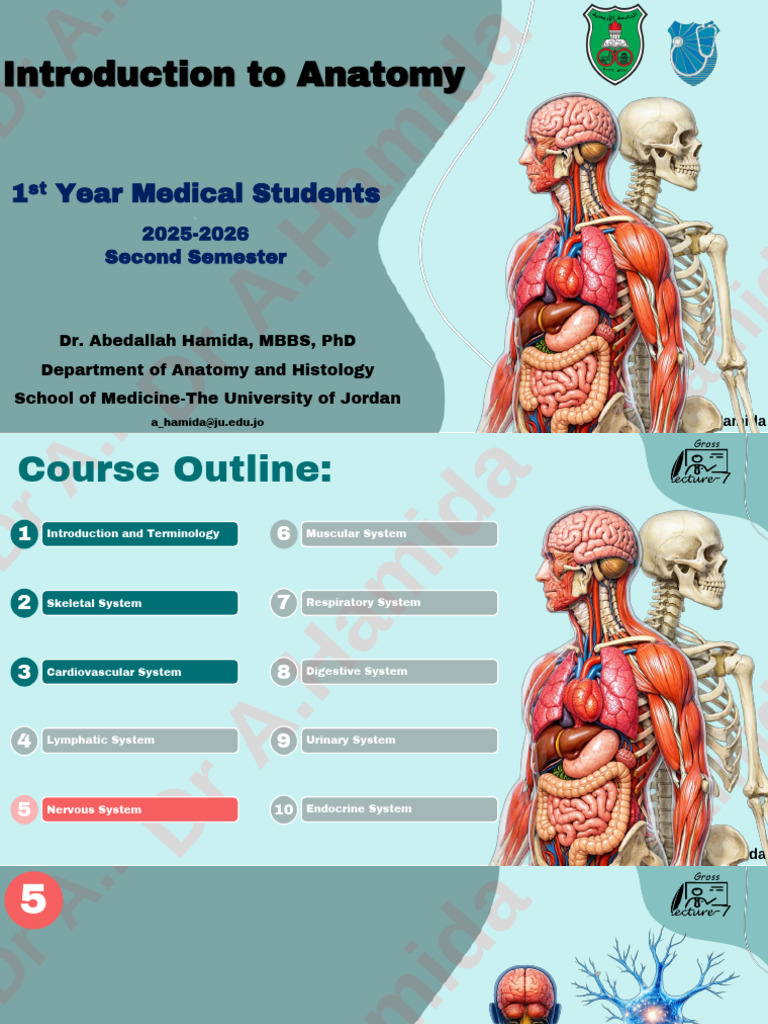 Lecture 7 Nervous System 1 Nervous Tissue | PDF | Axon | Chemical Synapse