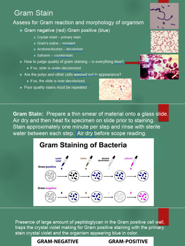 3.1 Gram Staining Specimens | PDF | Staining | Gram Positive Bacteria