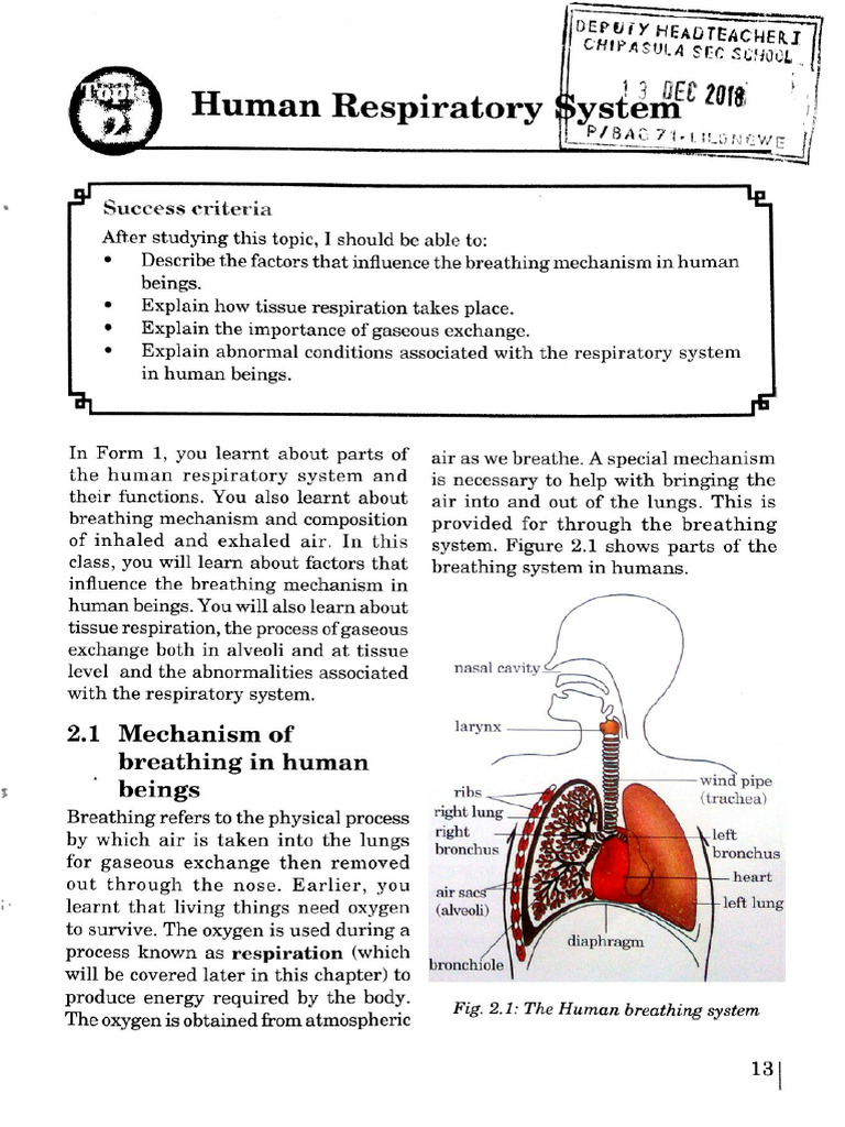 Human Respiratory System FORM 4 MSCE | PDF | Cellular Respiration ...
