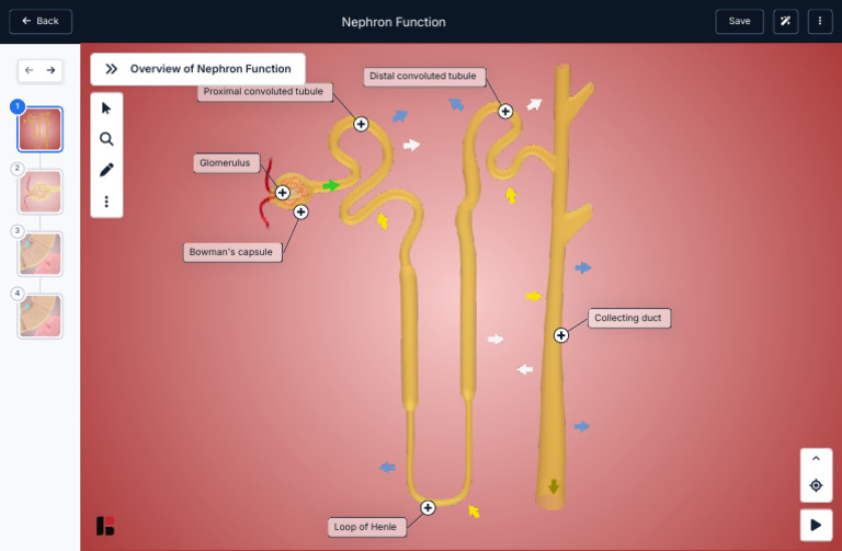 Overview of Nephron Function BioDigital Human Platform | PDF