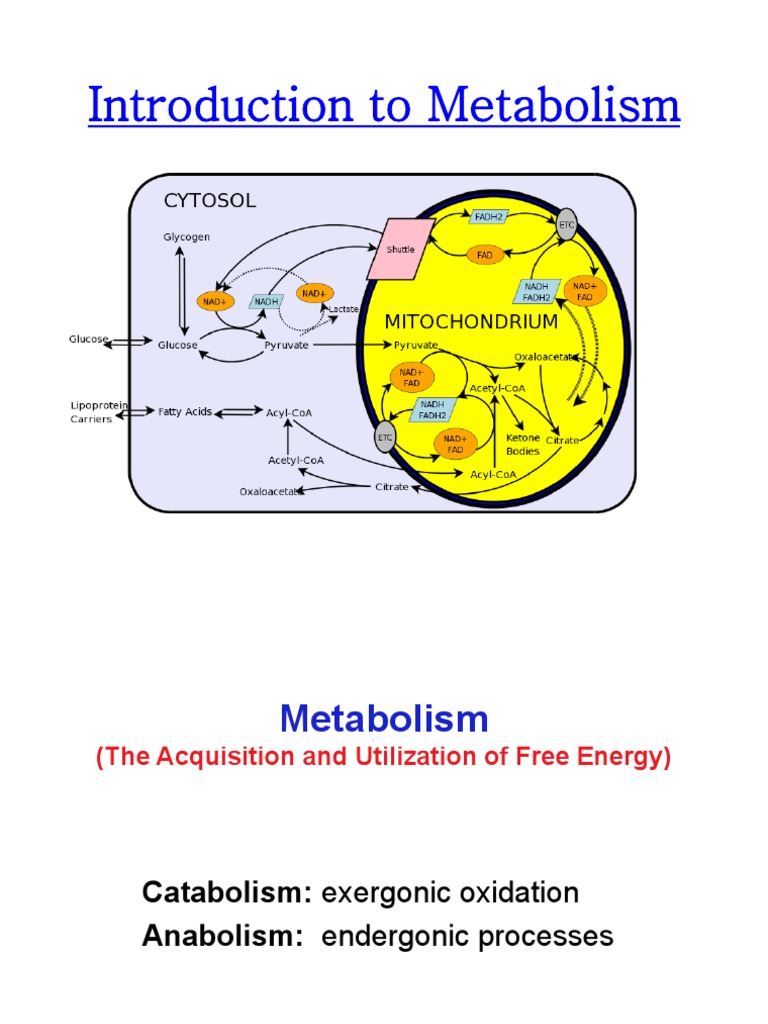 1 Metabolism Metabolic Pathways 160712 | PDF