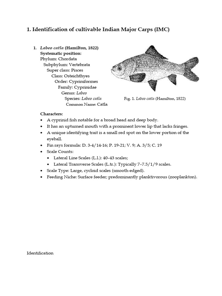 Practical Fish Identification | PDF | Fish