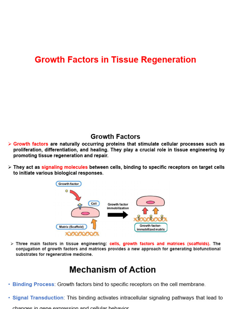 Growth Factors in Tissue Regeneration - Exam | PDF | Cell Signaling ...
