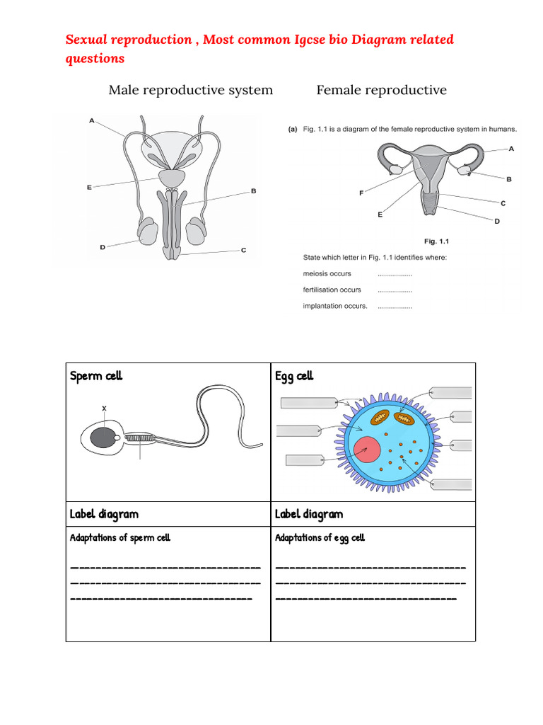 Sexual Reproduction Most Common Diagram Related Questions | PDF