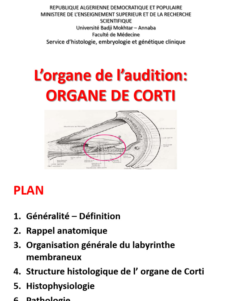 (8) L’Organe de l’Audition | PDF | Système vestibulaire | Oreille