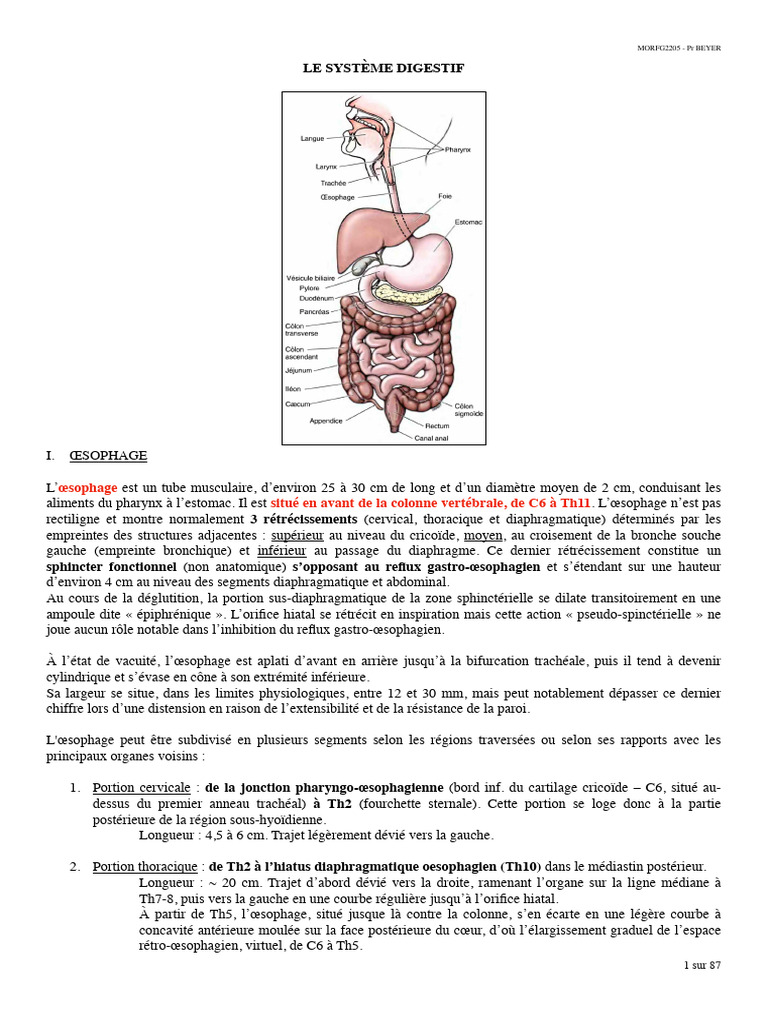 Cours (Complet Corrige) - SYSTEME DIGESTIF (Prof BEYER) | PDF ...