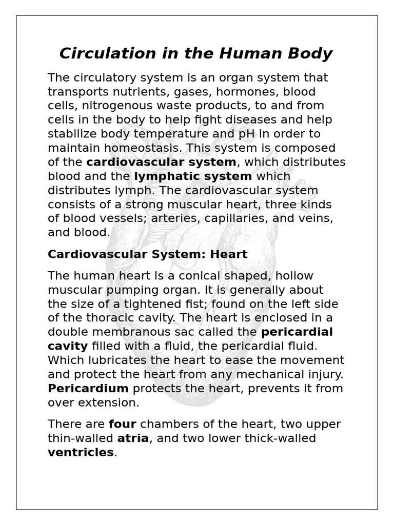 Circulation in the Human Body | PDF | Artery | Circulatory System