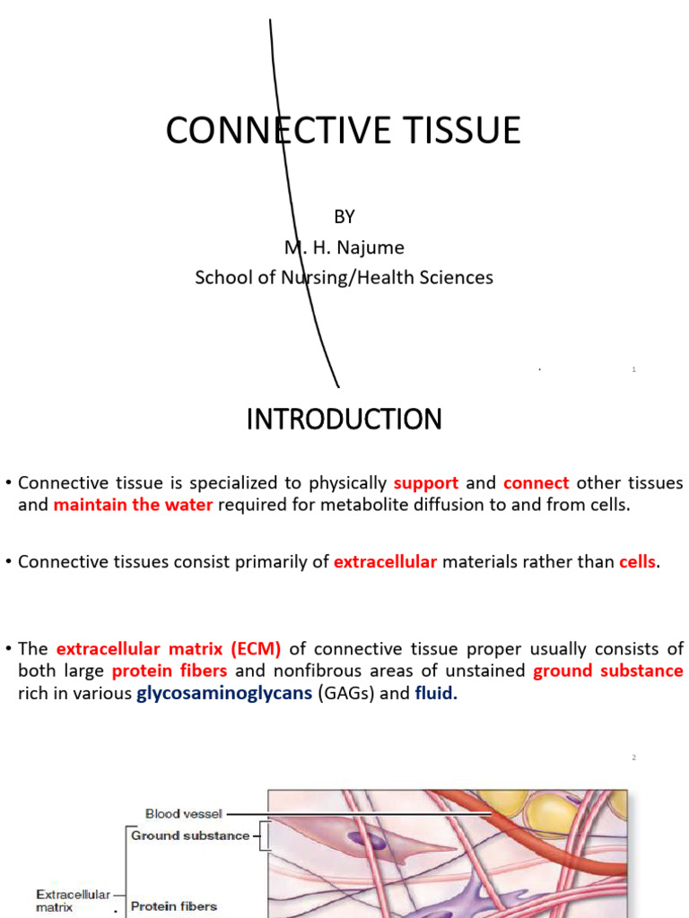 Connective Tissue Histology | PDF | White Blood Cell | Connective Tissue