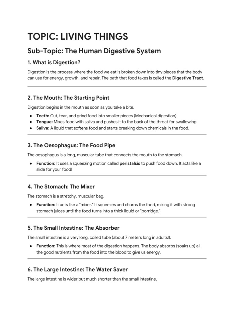 Human Digestive System Notes for Grade 4 | PDF | Digestion | Human ...