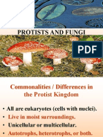 Protist & Fungi