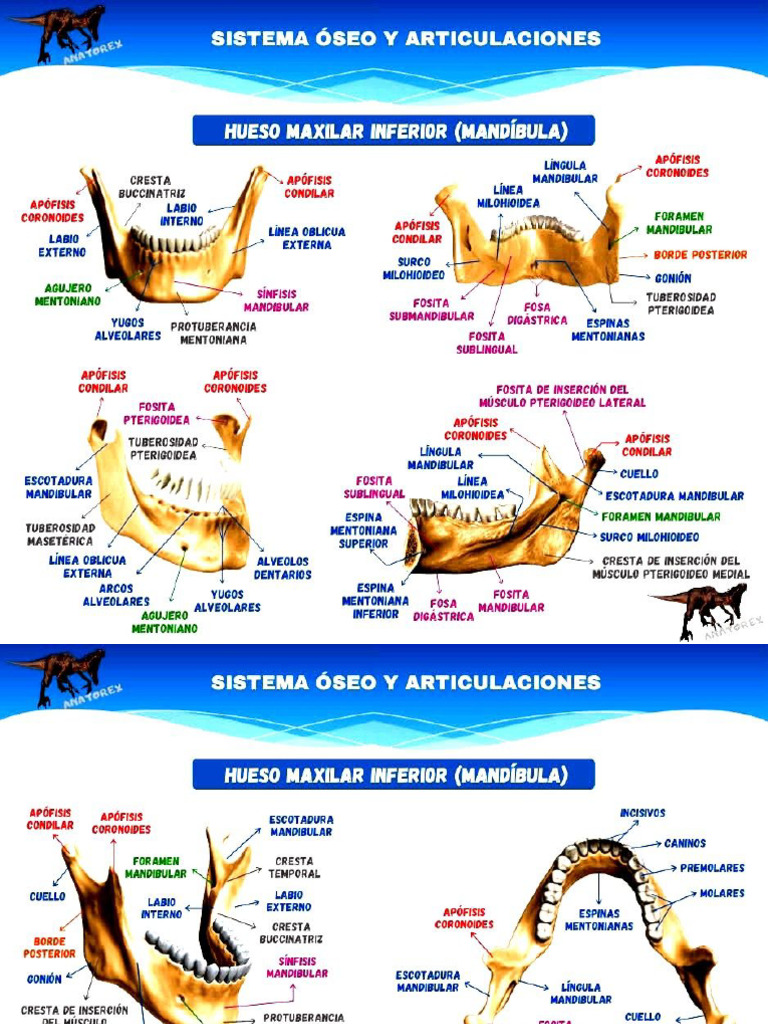 Anatomia del hueso maxilar inferior o mandibular y occipital | PDF
