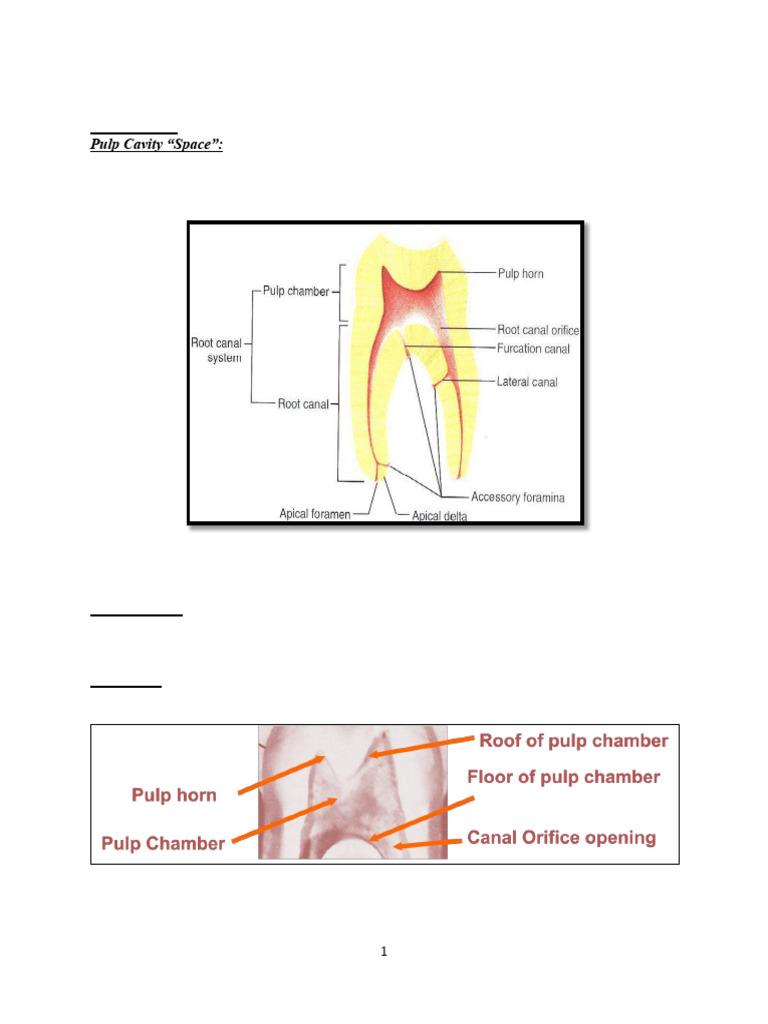 02 Pulp Space Morphology Notes | PDF | Dental Anatomy | Tooth
