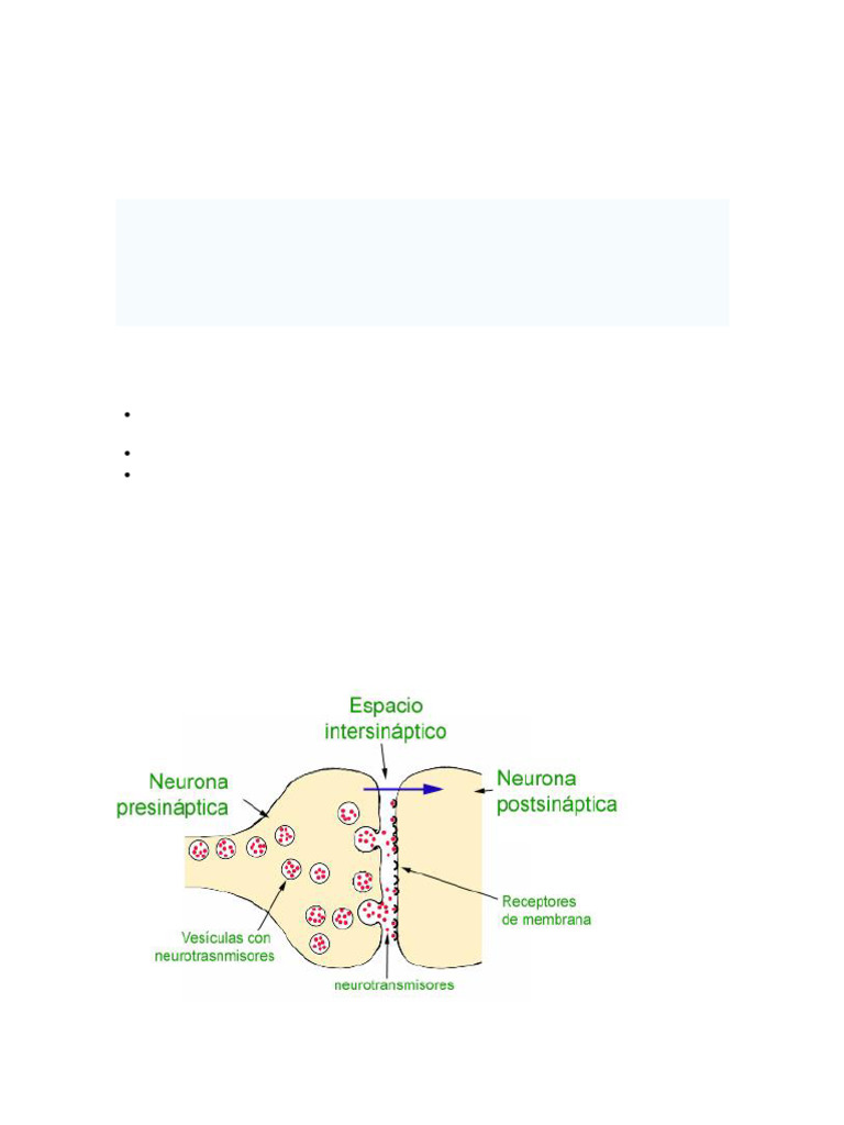 SINAPSIS | PDF | Sinapsis | Neurona