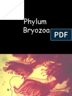 Phylum Bryozoa