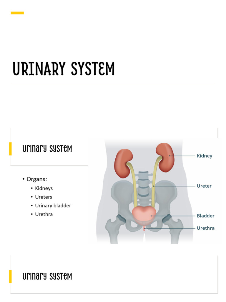 Urinary System | PDF