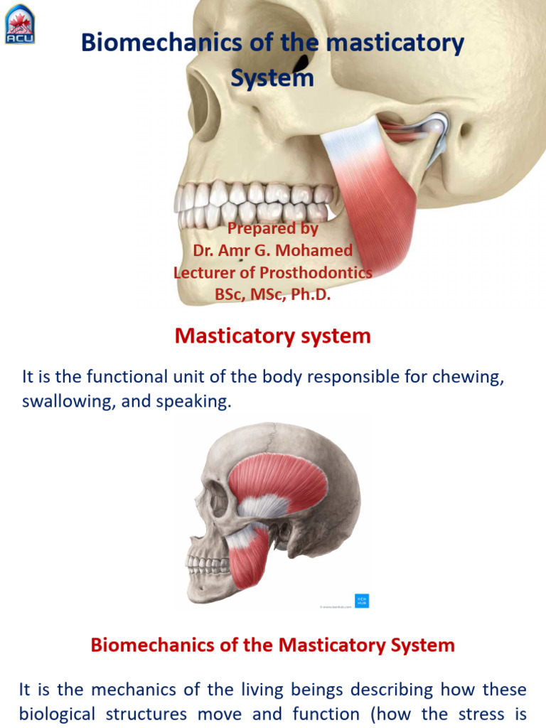 1-Biomechanics of the Masticatory System | PDF | Musculoskeletal System ...