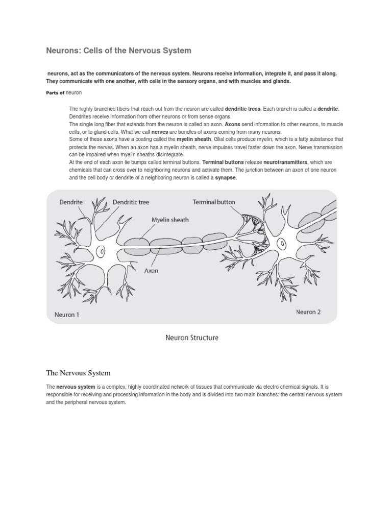 Overview of Neurons and Nervous System | PDF