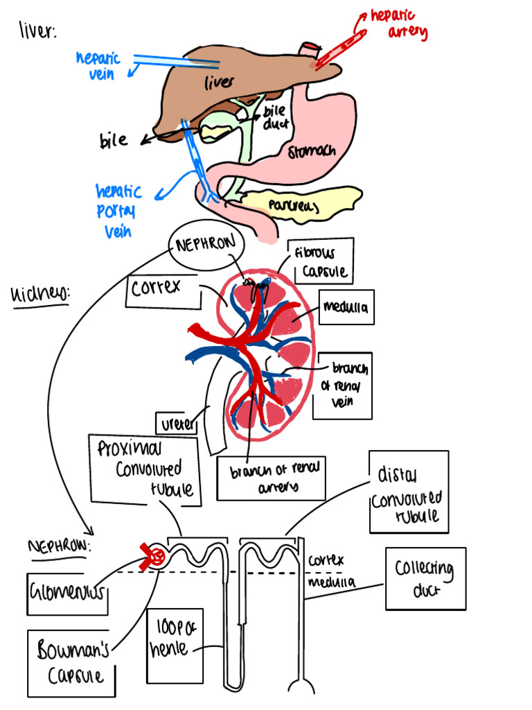 Excretion | PDF