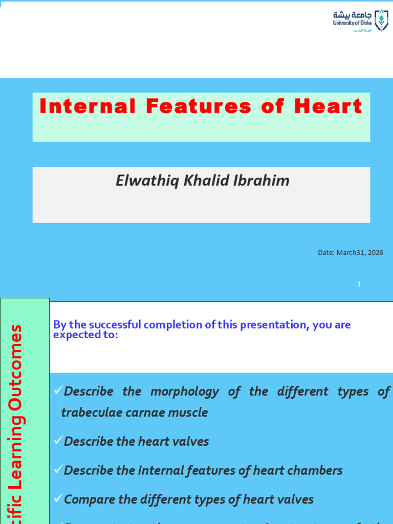 4-Internal Features of Heart | PDF | Heart Valve | Ventricle (Heart)