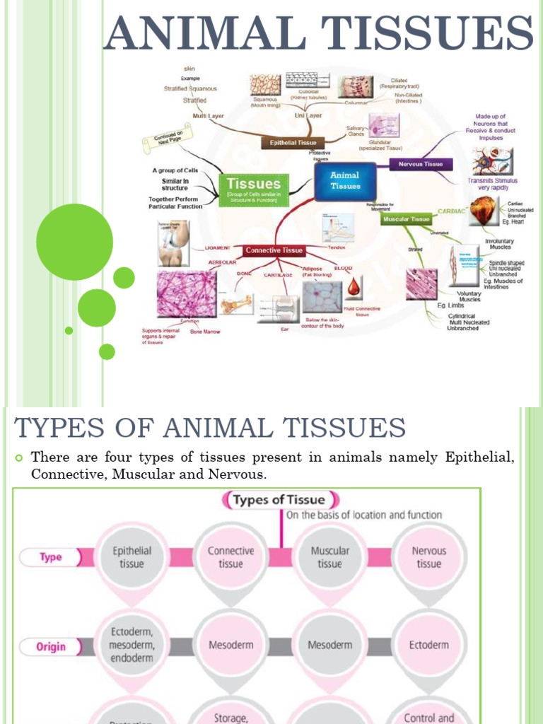10. Animal Tissues | PDF
