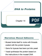 Ch14 Lecture(Protein Synthesis)