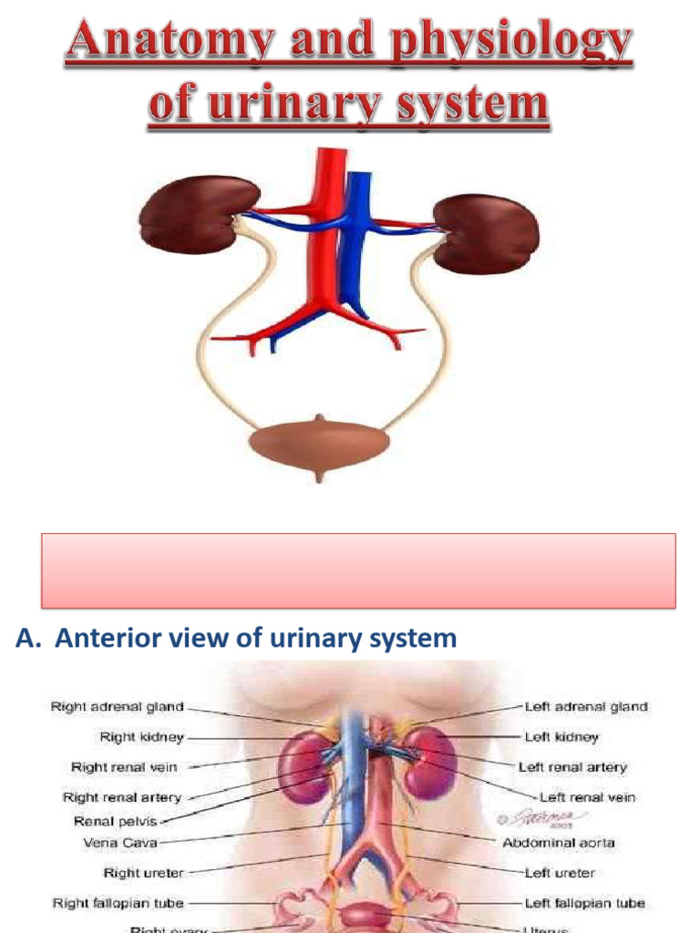 anatomy and physiology of urinary system | PDF